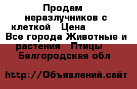 Продам 2 неразлучников с клеткой › Цена ­ 2 500 - Все города Животные и растения » Птицы   . Белгородская обл.